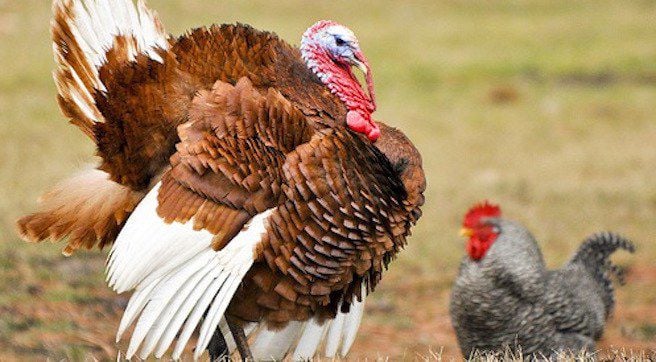 No chickens in Louisville